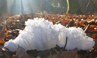 Hair ice photograph